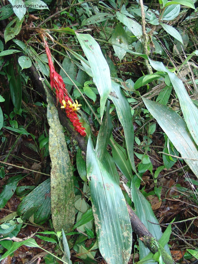 Pitcairnia ferrell-ingramiae, Croat95131--Ecuador. Esmeraldas. Alto Tambo. 21 Feb 05. 249 (6).jpg