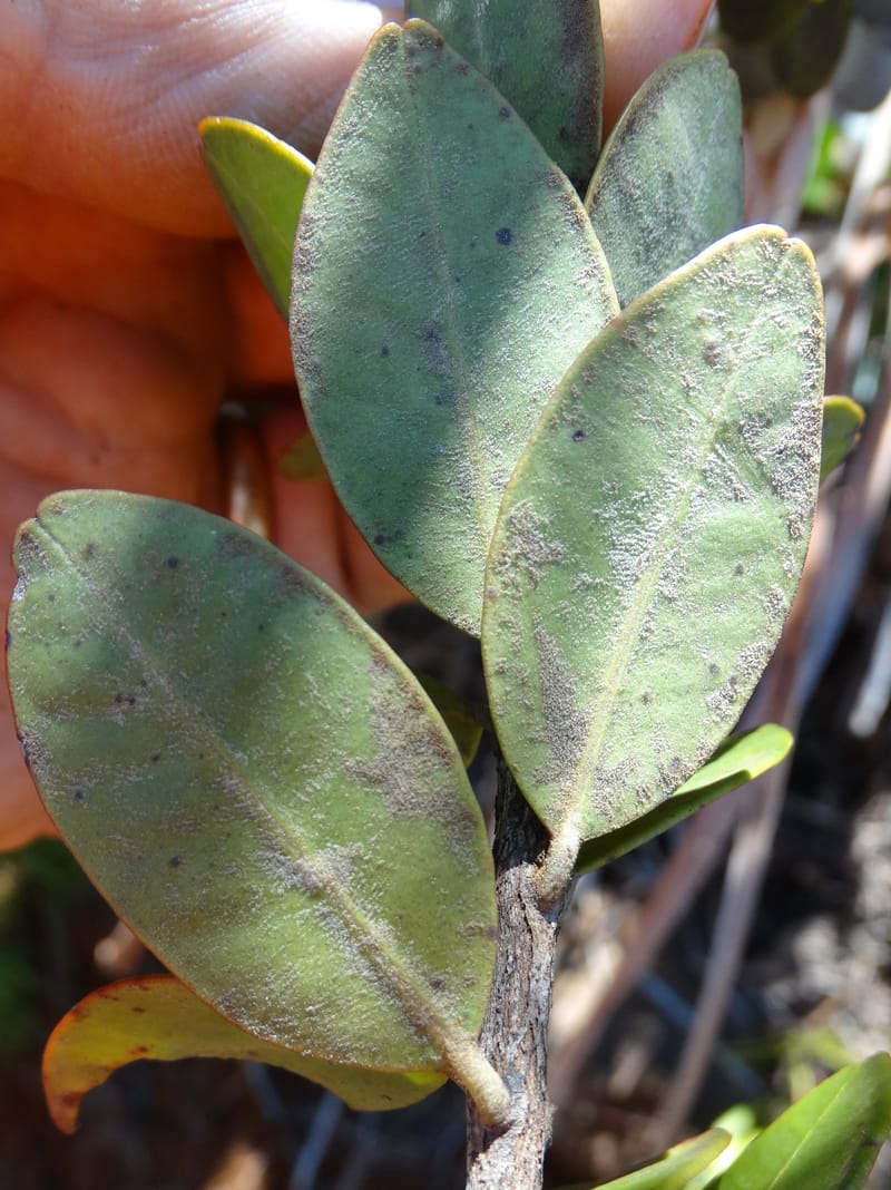Gossia alaternoides, Callmander, M 1273--New Caledonia. PinPin. 20 Nov 2015. DSC03938 (368).JPG