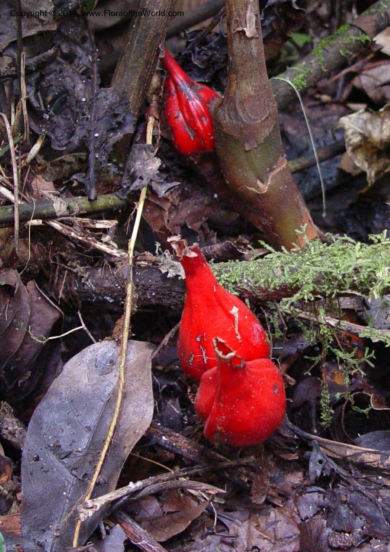 Aframomum sceptrum--Cameroon. Mt. Cameroon. 5 Dec 03. 152a (1).jpg