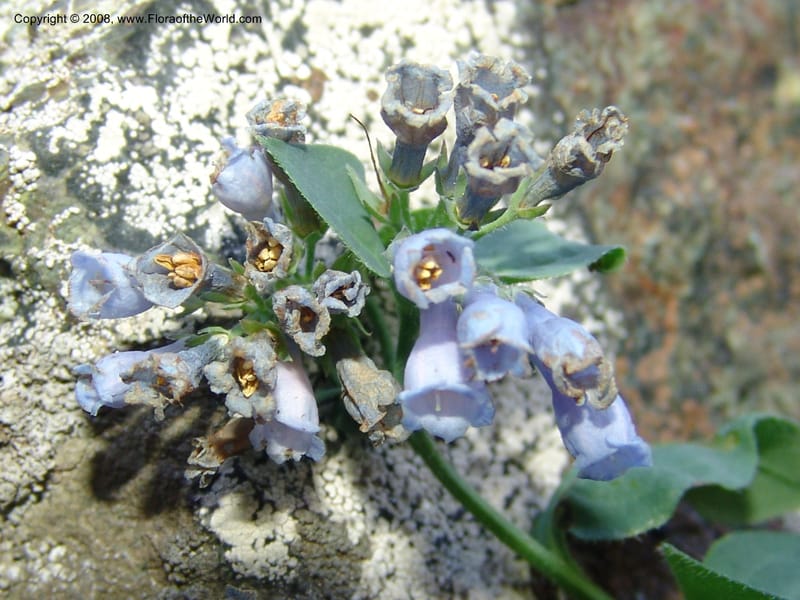 Mertensia ciliata, CDavidson11132--Idaho Co. Hell's Can. Nat. Rec. Area. Heaven's Gate. 20 Jul 07. 078.jpg