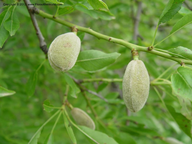 Prunus dulcis--Spain. Gran.Prv. 10 km S Jct. Albondon-Albunol, C333. 1 (24).jpg
