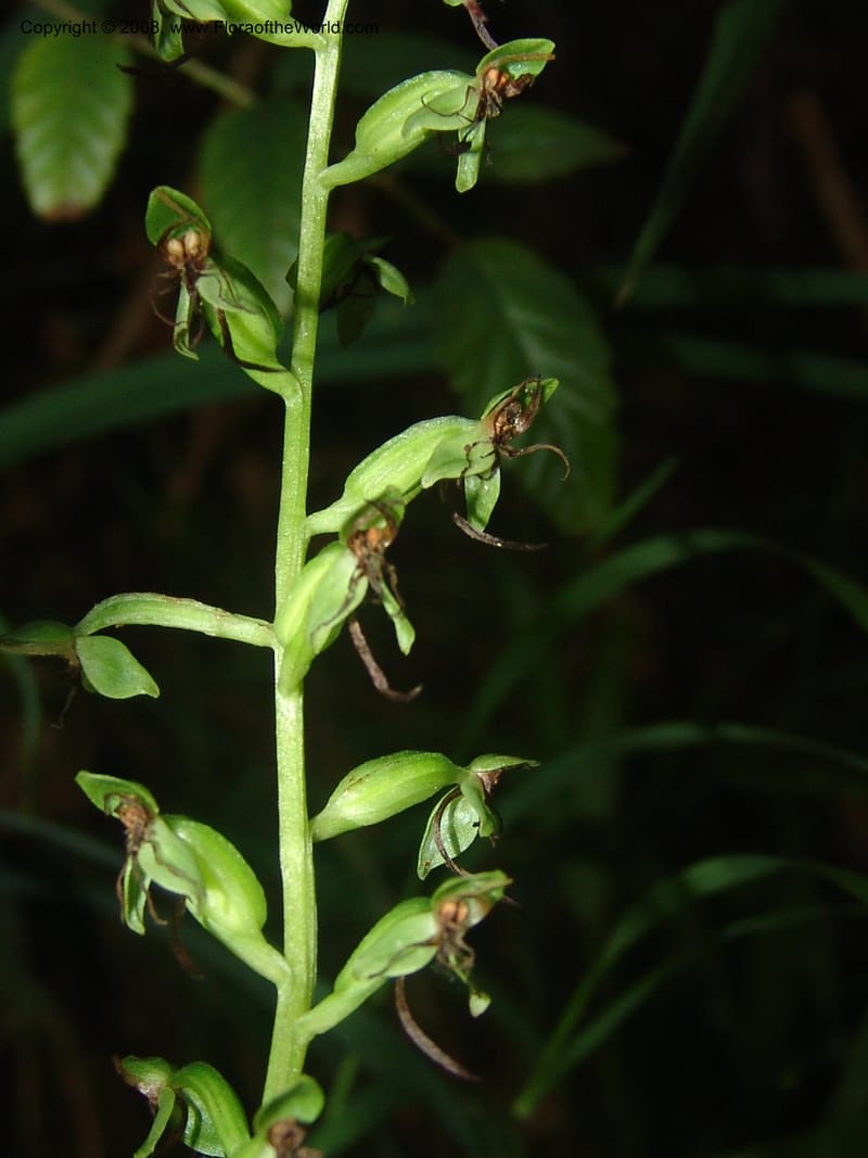 Habenaria malacophylla--So.Africa. Mpumal. Moodie Mts.  18 Mch 05. 450.jpg