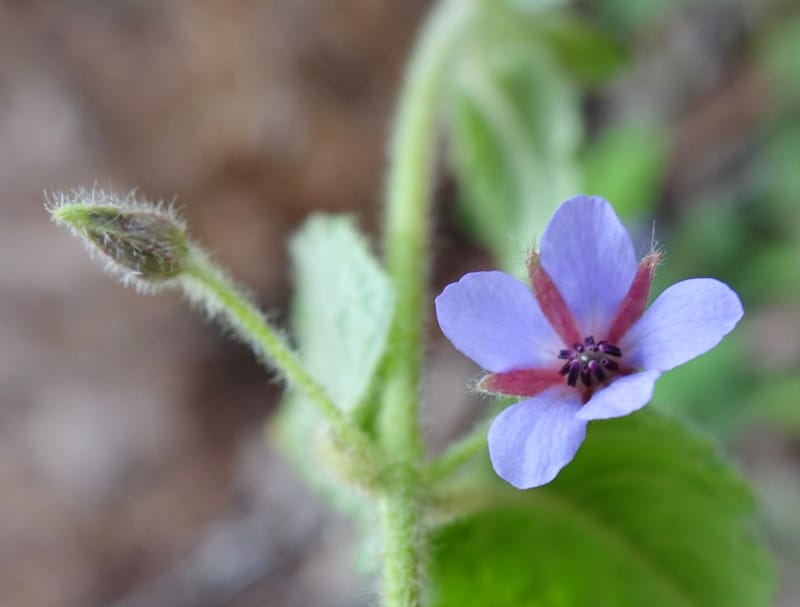 Tremandra stelligera, Davidson, C 13511--Australia. W.A. Valley of the Giants Rd. 29 Oct 2016. DSC06689 (97).JPG