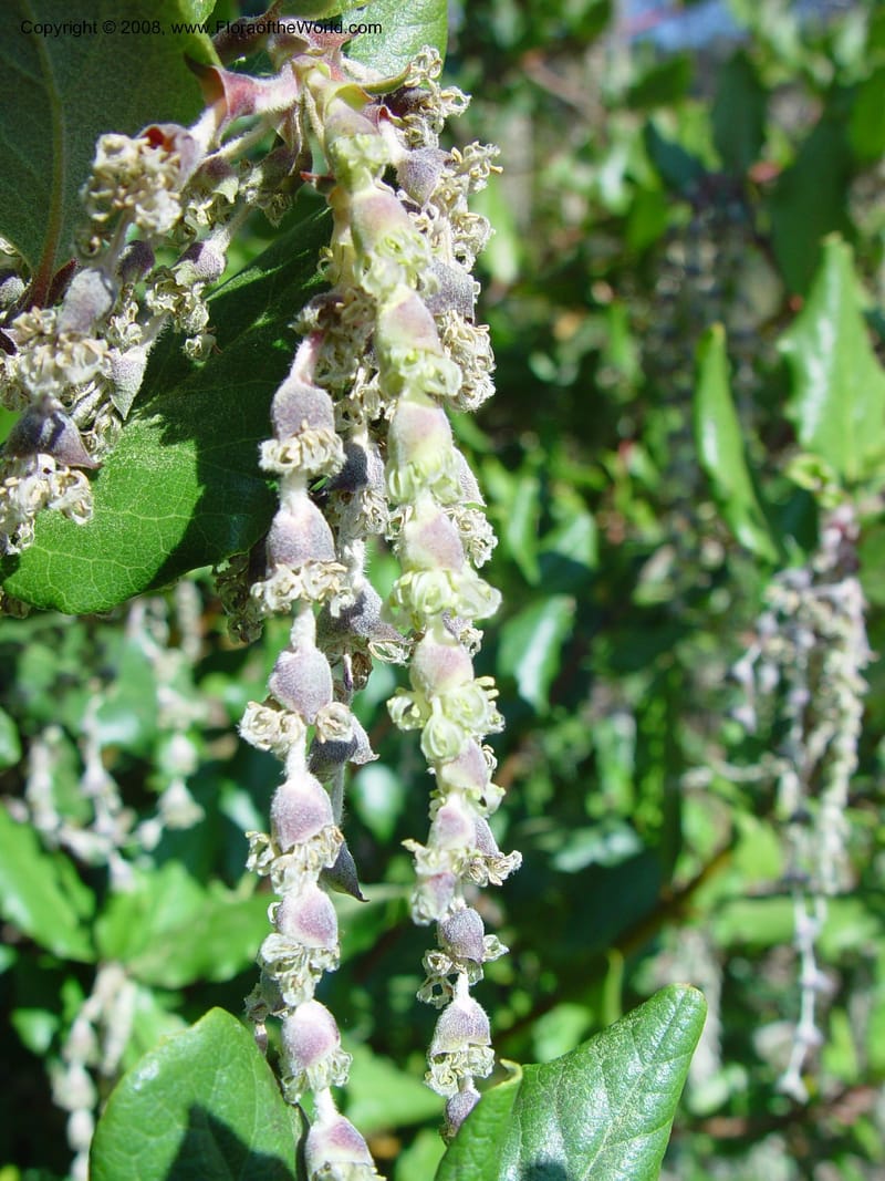 Garrya elliptica cv Evie. 64.1209--CA. UC Berkeley Bot. Gard. 10 Feb 03. 008.jpg