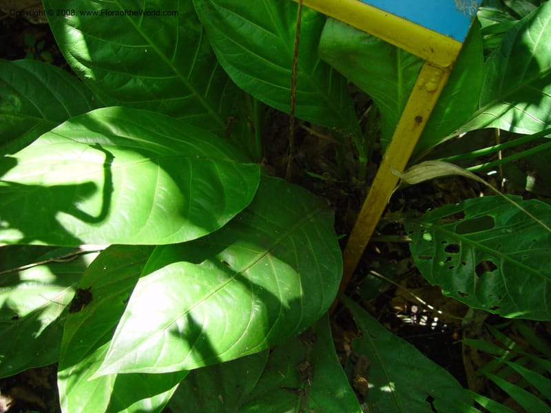 Anthurium acutifolium--Costa Rica. INBio Parque, San Jose. 29 Mch 03. 011.jpg