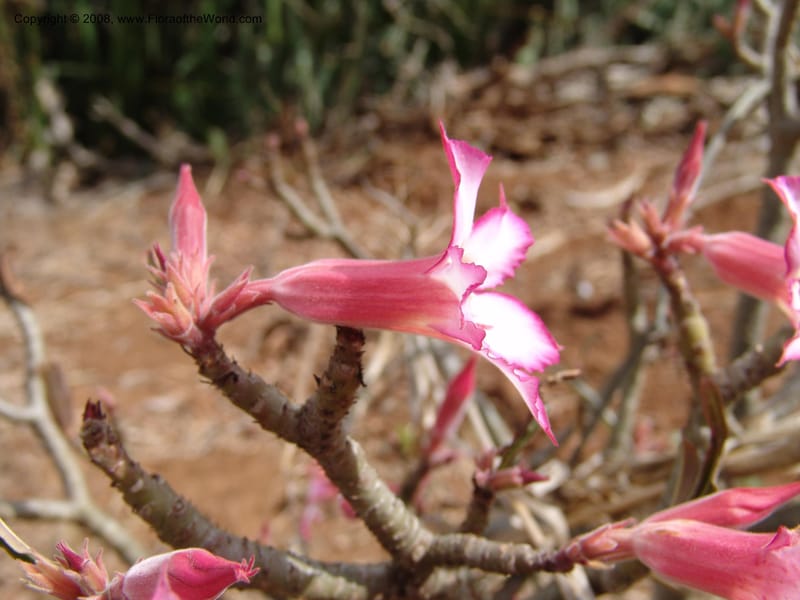 Adenium obesum--Tanzania. Hwy B1, 25 km SE of Kifaru. 28 Jun 04. 282.jpg