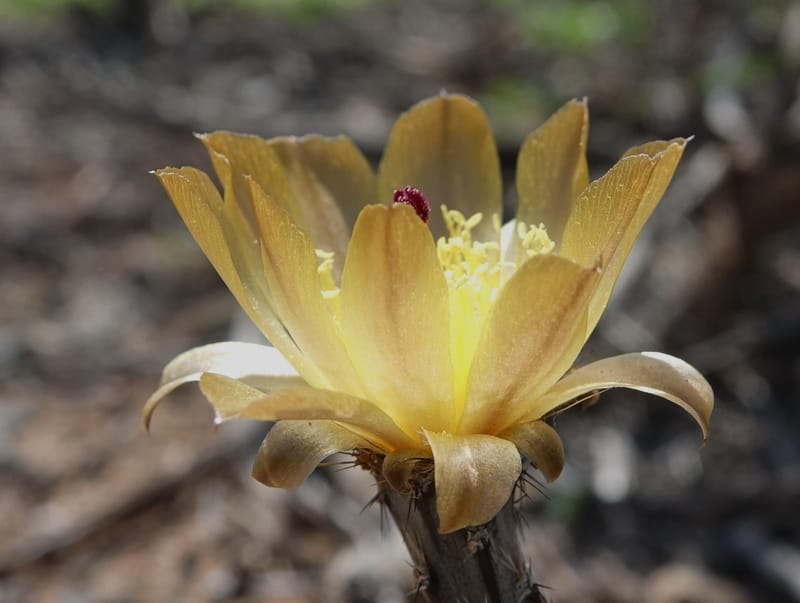 Pterocactus tuberosus--Argentina. Hwy 150, S of Ischigualasto. 7 Feb 2018. DSC09263 (81).JPG