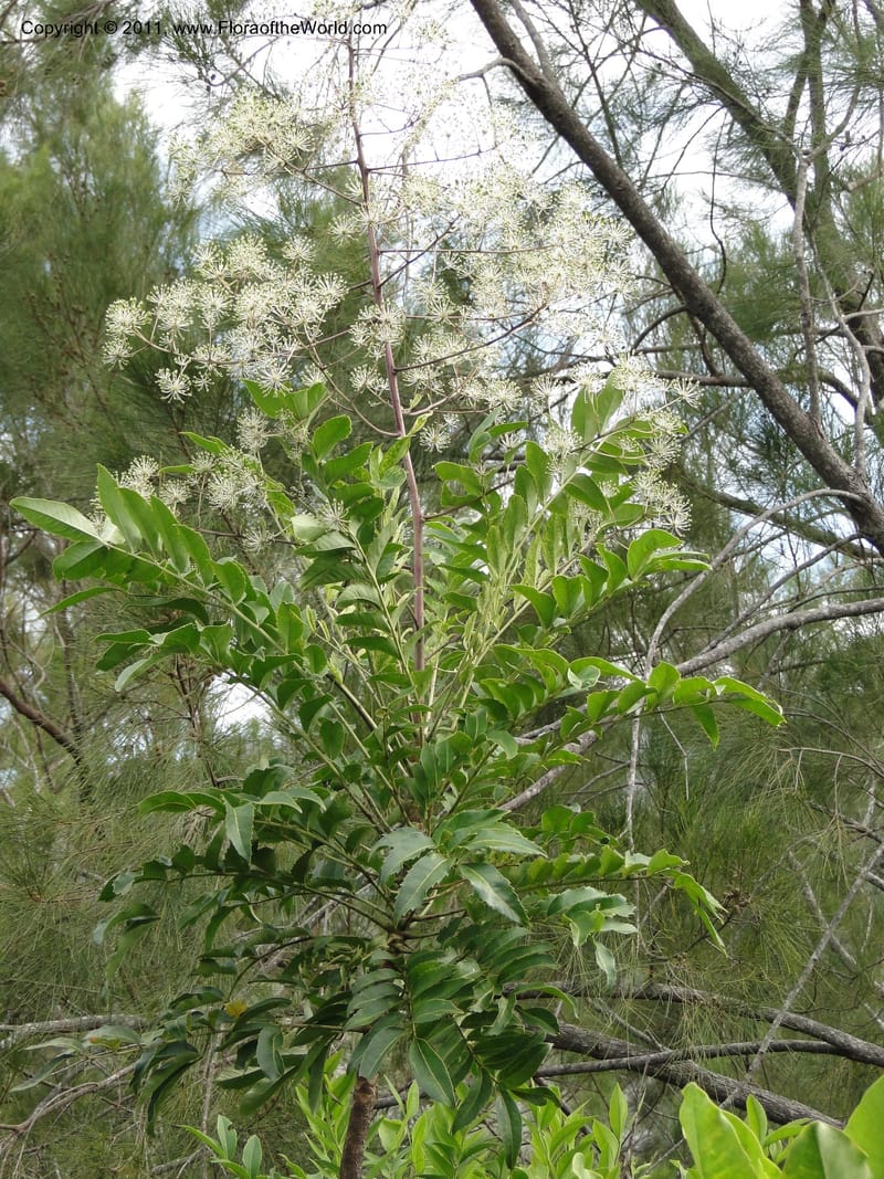 Myodocarpus fraxinifolius, Lowry, P. P 7180--New Caledonia. Mont Koghis. 18 Jan 2010. 531 (12).JPG