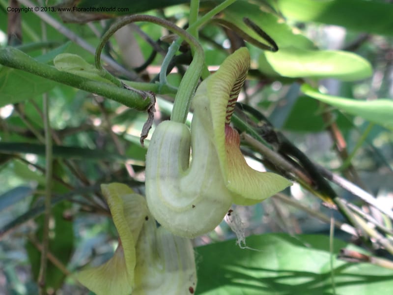 Aristolochia, Li Pan 1205292--China. Zhejiang Prov. Tian Mu Shan. 29 May 2012. DSC00348 (165).JPG