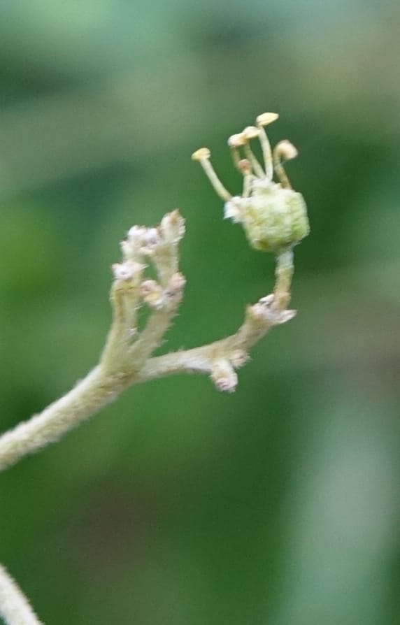 Eurycorymbus cavaleriei, Chung Kuo-Fang 3353--Taiwan. Wulai Distr. Wulai village. Chia Jiao Liao. 19 May 2016.  (22).JPG