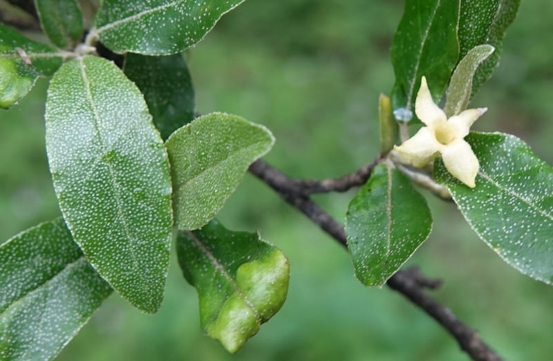 Elaeagnus umbellata, Tseng Yu-Hsin 1323--Taiwan. Dayaling jct on Highway 7. 21 May 2016. DSC03612 (1).JPG