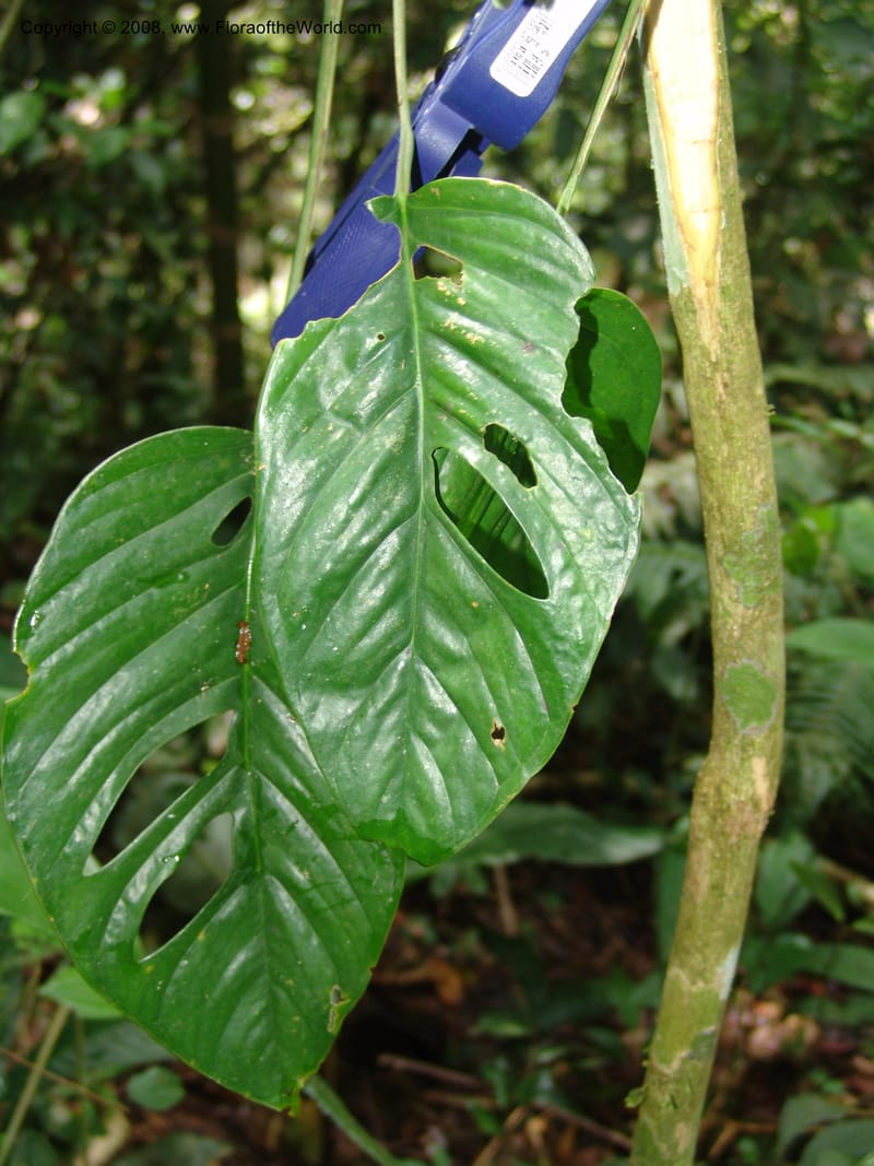 Monstera, RVasquez33048--Peru. Pillcopata. Qbda Sachavacayoc. 29 Oct 07. 089.jpg