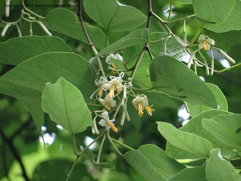 Alangium kurzii, Davidson, C 11972--China. Zhejiang Prov. Tian Mu Shan. 1 Jun 2012. DSC01264 (41).JPG