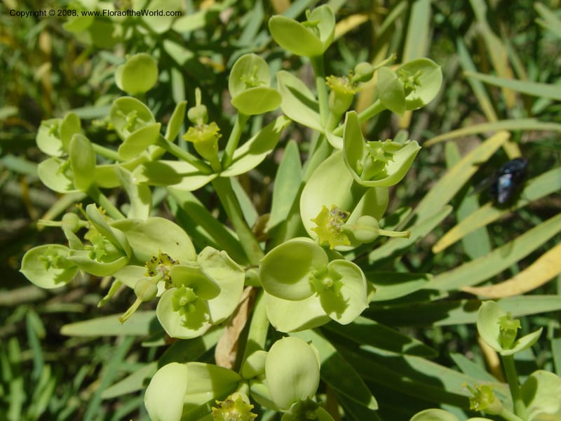 Euphorbia regis-jubae, 1999.01440--Spain. Barcelona Botanic Garden. 19 Apr 04. 182.jpg