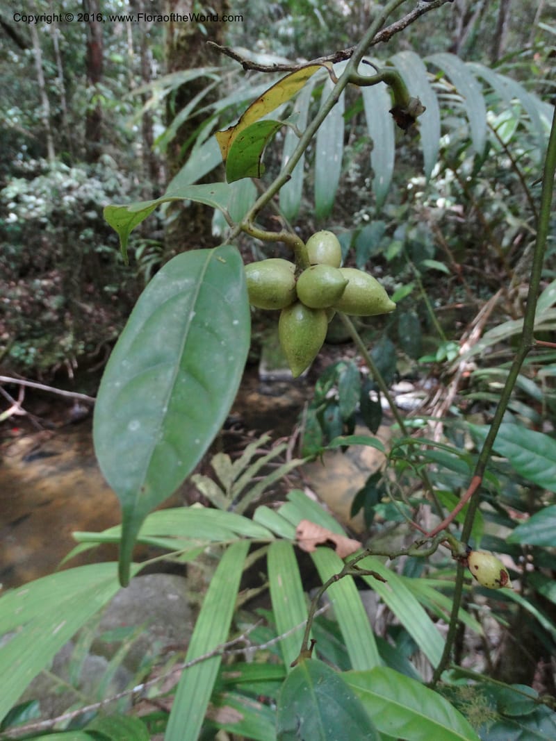 Artabotrys, Davidson, C 12924--Sabah. Kinabalu Nat. Park. Bundu Tuhan View Trail. 28 Mar 2015. DSC00951 (235).JPG