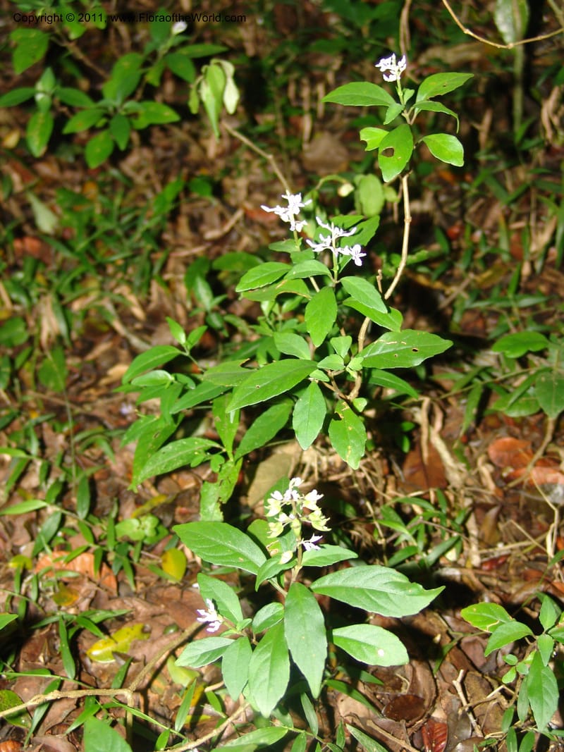 Plectranthus, ROR1600--Madag. Parc Nat. Montagne d'Ambre. 11 Nov 06. 393.jpg
