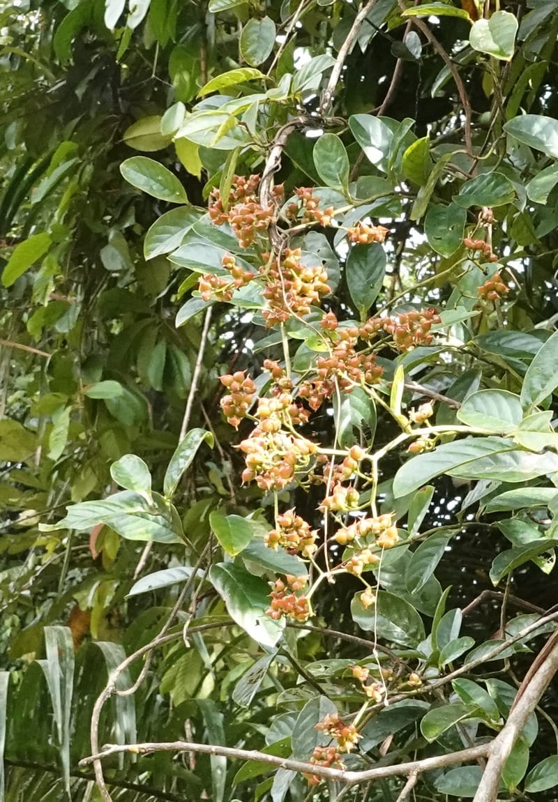 Tetracera, C. Davidson 13910--Gabon. M de C. Road past the cabins. 29 Oct 2018DSC09794 (29).JPG