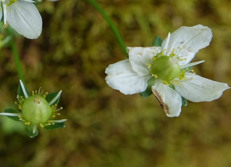 Parnassia palustris, Tseng Yu-Hsin 1316--Taiwan. SW of Nanshan on highway 7. 20 May 2016. DSC03339 (29).JPG
