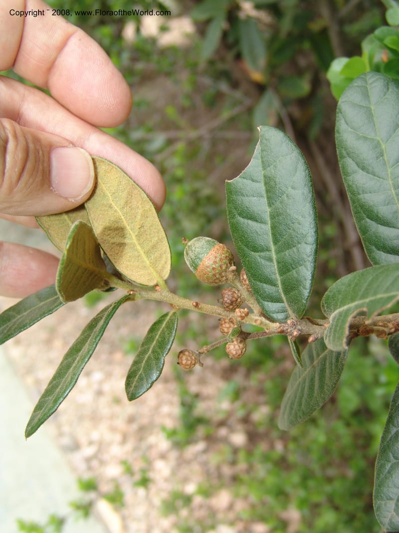 Quercus sp.--MX. Oaxaca. 5345 C. Jardin Etnobotanico. 5 Aug 2007. 347.jpg