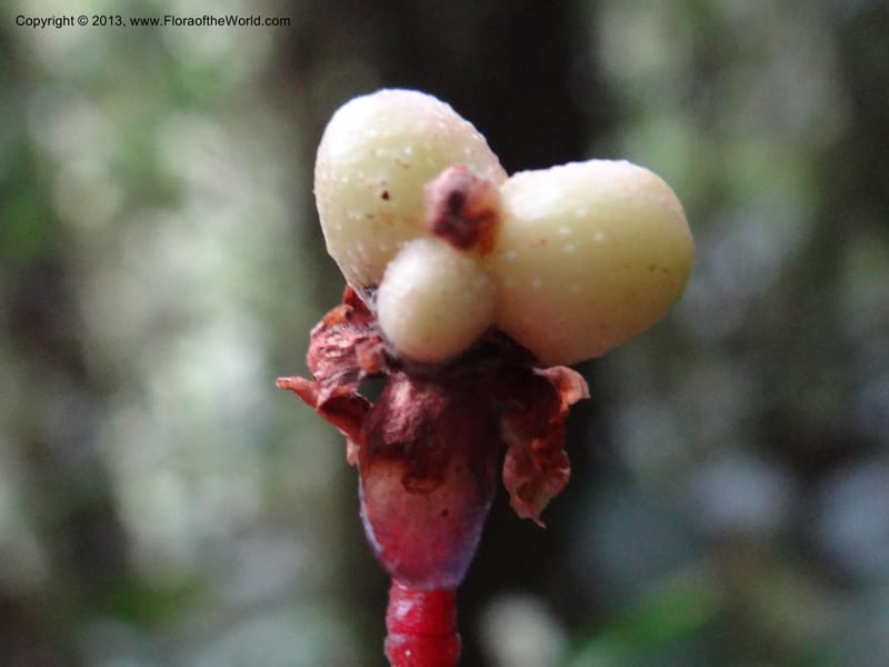 Lepisanthes, Buerki, S 327--Malaysia, Sabah. Mt. Kinabalu. 5 Apr 2012. DSC06767 (173).JPG