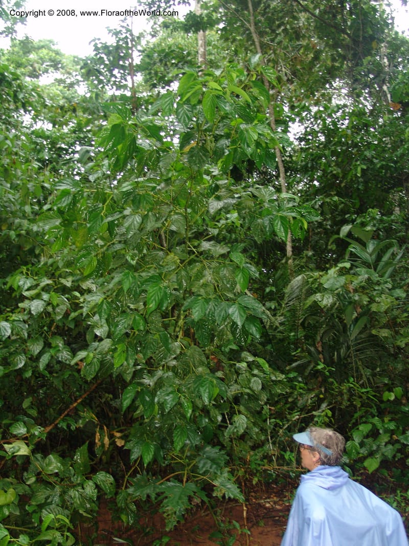 Piper crassinervium, AAraujoM1186--Bolivia. Pq. N. Madidi. Rio Tuichi, Rudidi Cr. 28 Nov 04. 194.jpg