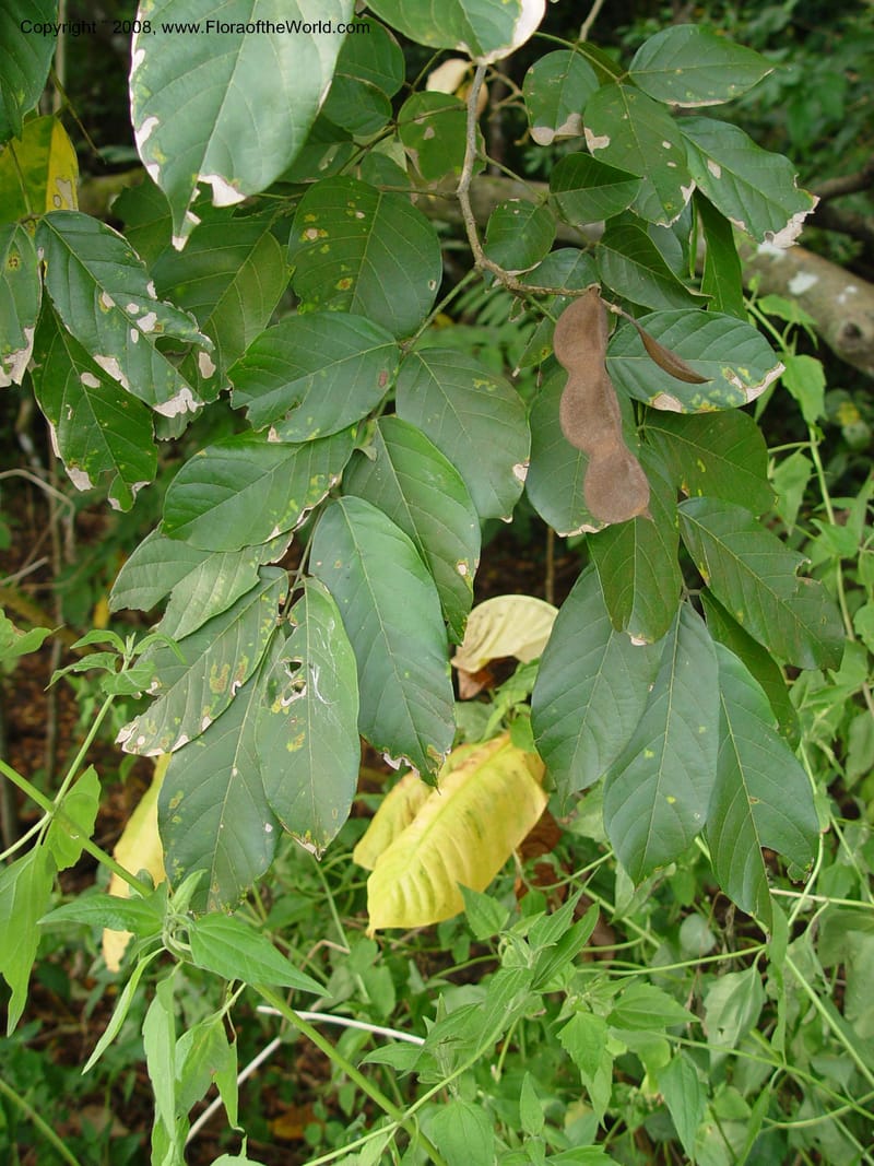 Millettia--Cameroon. Limbe Botanic Garden. 4 Dec 03. 283.jpg