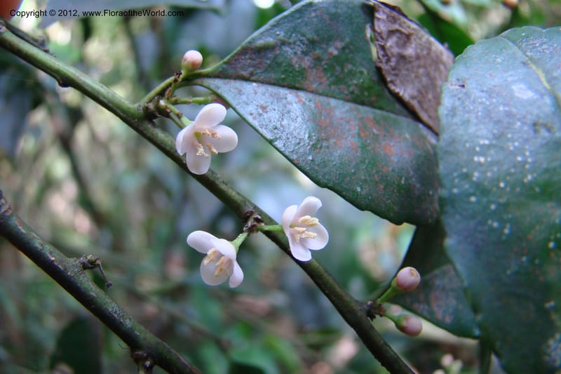 Ilex, Regalado 1765--Viet Nam. Thua Thien Hue Prov. Phu Loc Distr. Bach Ma. 13Apr 09. 633.jpg