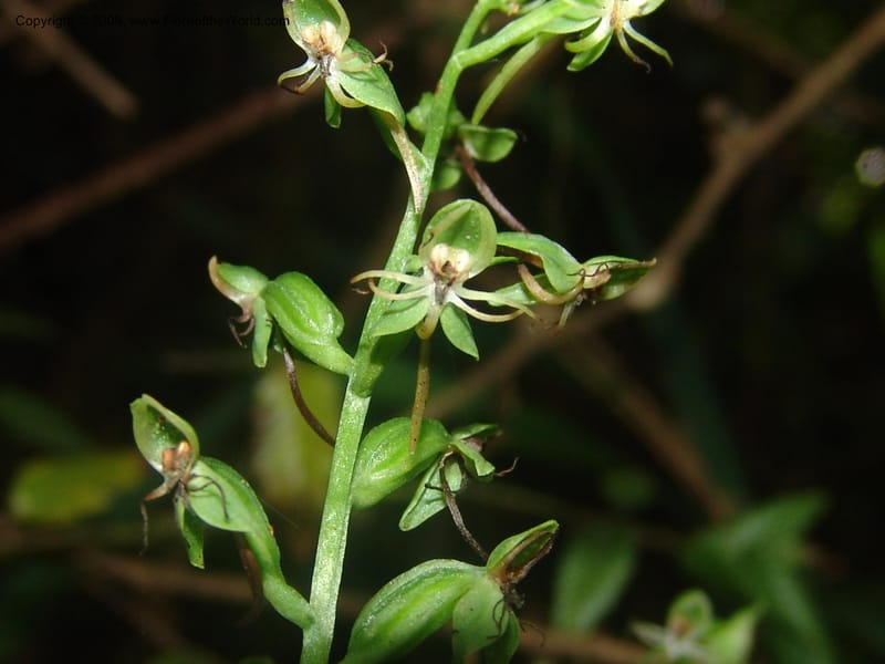 Habenaria malacophylla--So.Africa. Mpumal. Moodie Mts.  18 Mch 05. 454.jpg