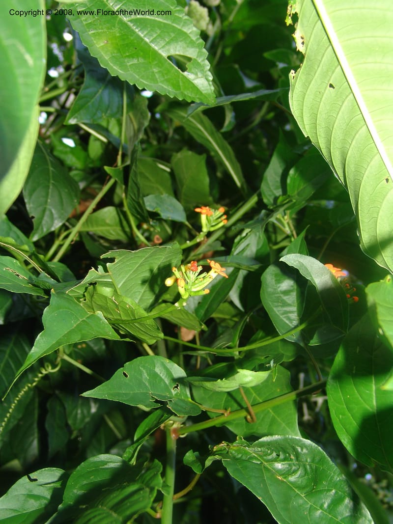 Psiguria warscewiczii--Costa Rica. Prov. Limon. La Selva Biol. Sta. 5 Nov 05. 185.jpg