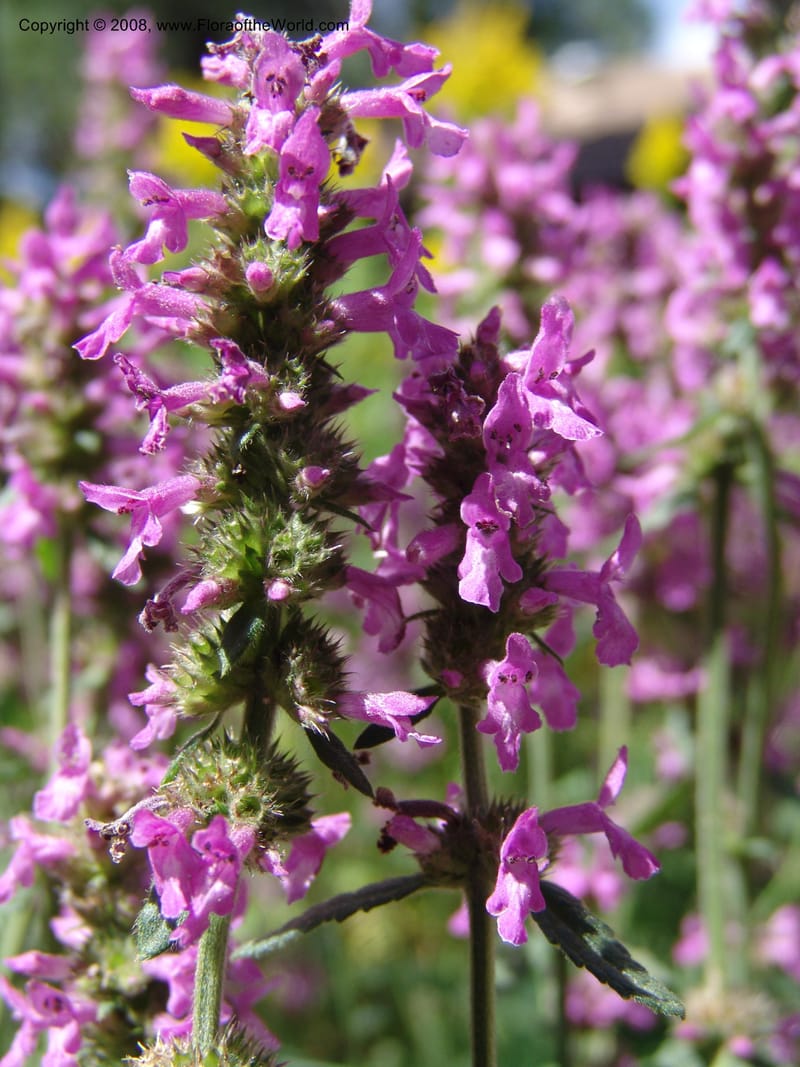 Stachys officinalis--AZ. Arboretum at Flagstaff. 3 Sep 04. 046.jpg