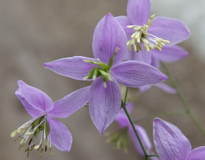 Thalictrum delavayi, C. Davidson 13765--China. Sichuan. Yibailingba-gou. 12 Aug 2017. DSC04660 (247).JPG