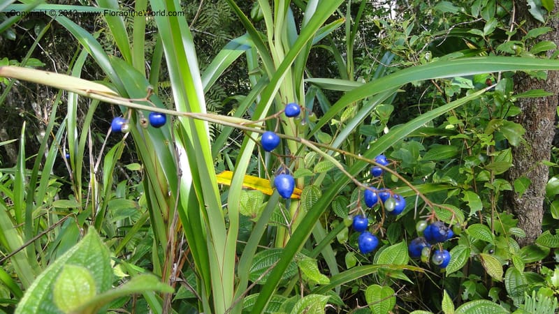 Dianella ensifolia, A. Ramahefaharivelo 168--Madagascar. Ambolotara. Ambodini, Vatovavy. 3 May 2010 177 (71).jpg