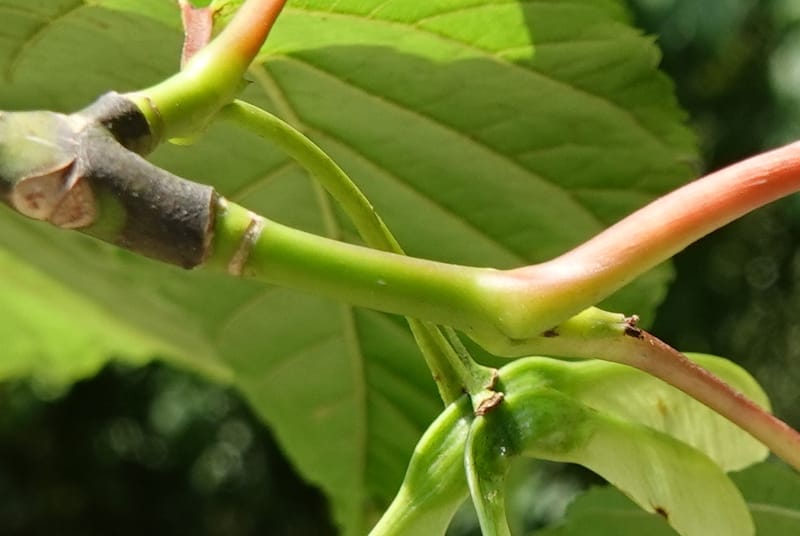 Acer davidii subsp. davidii, D. Boufford 44106--China. Yunnan. Lao jun Shan. 30 Apr 2018. DSC00424 (403).JPG