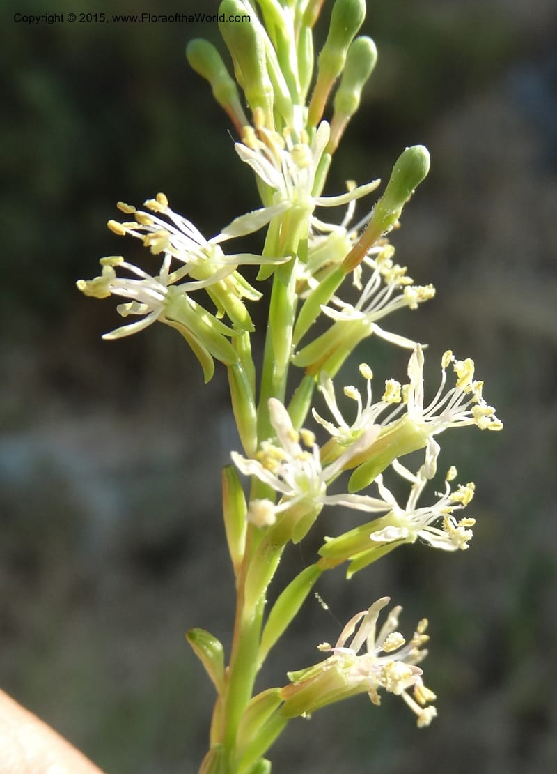 Gaura parviflora, Davidson, C 12604--ID. Idaho Co. North of Riggins. 16 Jul 2014. DSC00589 (5).JPG