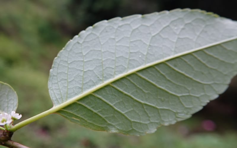 Ilex polyneura, D. Boufford 44125--China. Yunnan. Da Wei Shan. 2 May 2018. DSC01093 (328).JPG