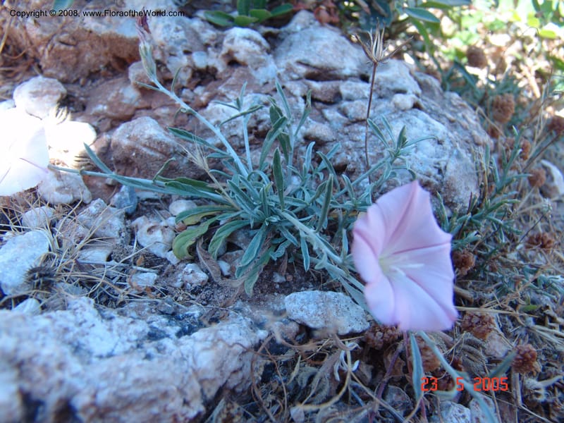 Convolvulus oleifolius--Crete. Ep. Kydonia. Akrotiri. Trail Gouvernetos . 23 May 05. 016.jpg
