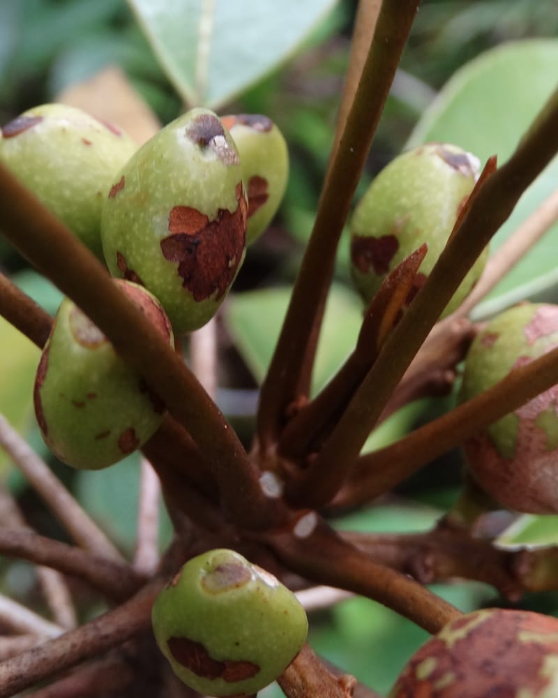 Amaroria soulameoides, Plunkett, G 3187--Fiji. Waisali Rainf. Reserve. 4 Nov 2015. DSC08848 (270).JPG