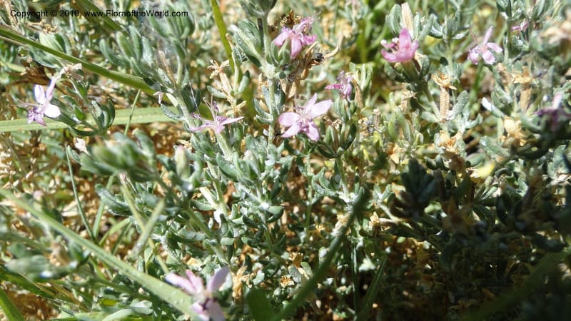 Frankenia salina, C. Davidson 11807--CA. Alameda Co. East Bay. 2 Sept 2010. 320 (42).jpg