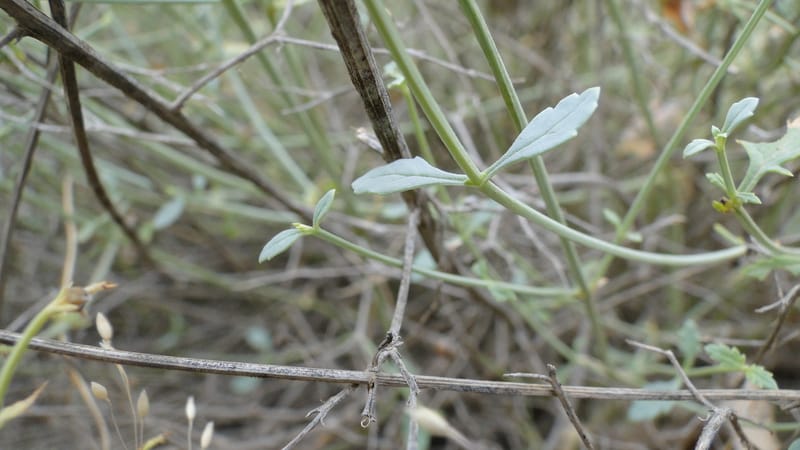 Scrophularia xanthoglossa, A. G. Miller 120.A12--Iraq. Kurdistan. Shakh-i Pira Magun. 9 June 2010. 206 (13).jpg