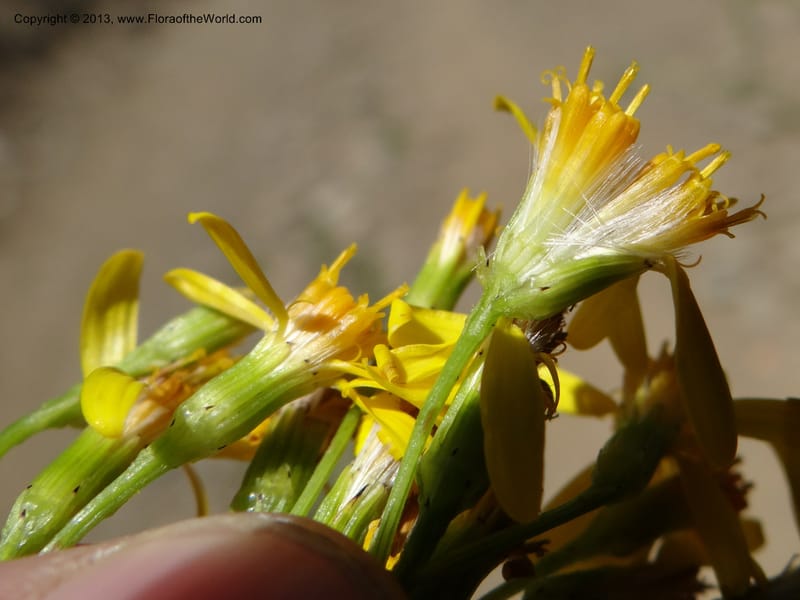 Senecio glaber, W. D. Stevens 34159--Chile, PN Siete Tazas. 21 Feb 2013  99374 (23).JPG