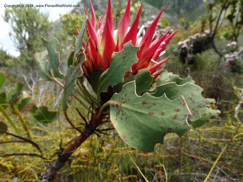 Protea cynaroides, Davidson, C 12315--South Africa. Western Cape. E. side, Fernkloof. 24 Jan 2014. DSC01799 (127).JPG