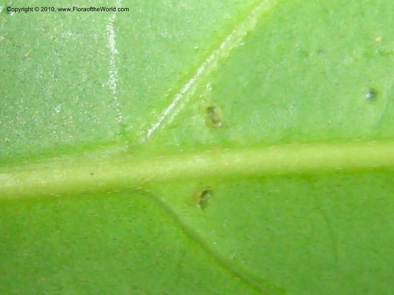 Citronella costaricensis, B. Hammel 24577--Costa Rica. Hered. Volcan Barva. 9 Apr 08. 361 (19).jpg