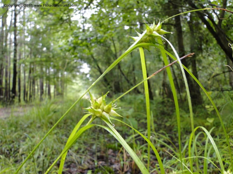 Carex intumescens, Mori, S 27441, North Carolina, Wake Co., Boyce Bridge Rd, 25 May 2010 (31).JPG