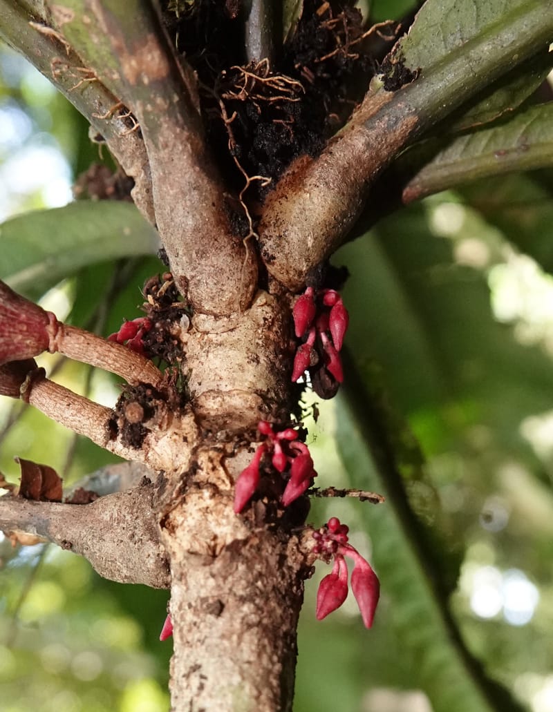 Allexis cauliflora, C. Davidson 13958--Gabon. Arb. Sibang. 5 Nov. 2018. DSC02235 (124).JPG