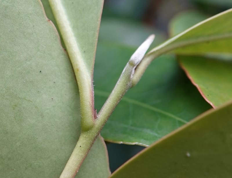 Polyspora axillaris, D. Boufford 44131--China. Yunnan. Meizi Lake Park. 3 May 2018. DSC01424 (101).JPG