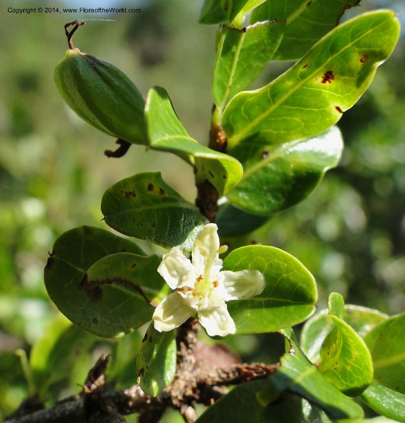 Erythroxylum cuneifolium, Stevens, W.D. 31055, Cerro Cora, 15 Mar 2011 1262 (2).JPG