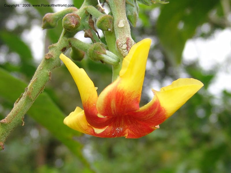 DNeill15721--Ecuador. Prov. Zamora Ch. Rio Nangaritza ca Las Orquideas. 15 Sep 07. 204.jpg