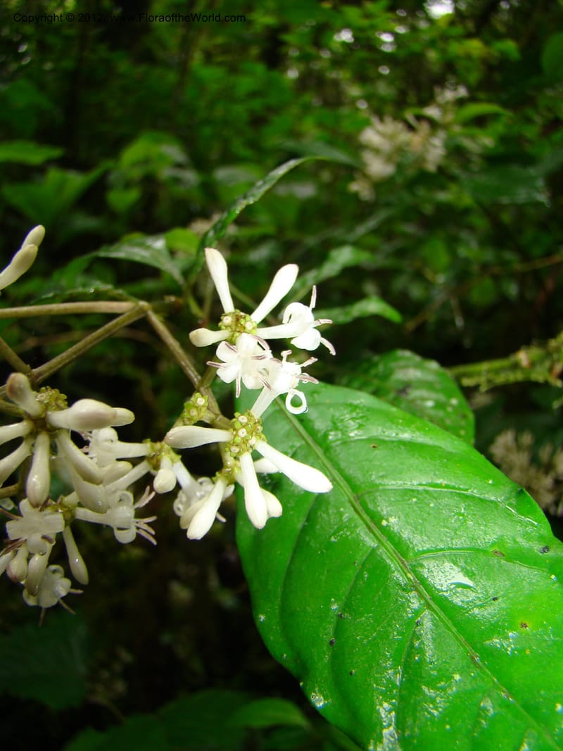 Psychotria, Gereau, R 7011--Tanz. Mbeya Rural Distr. Ngozi Crater. 26 Jan 08. 028 (3).jpg