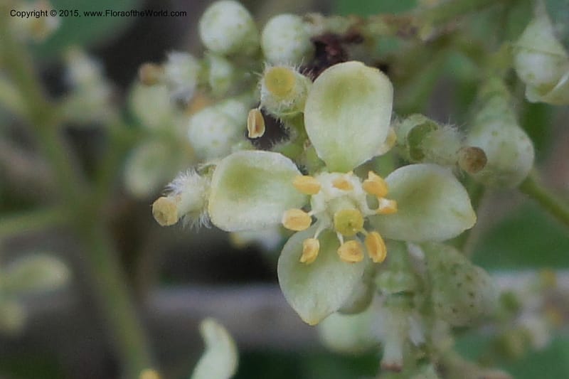 Clausena, Regalado 1953--Viet Nam. Forest Block 19. 15 May 2011. 270 (7).jpg