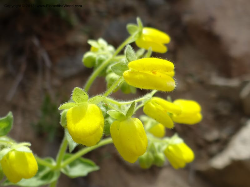 Calceolaria, WDS 34221--Chile. Cta 115. 11.5 km W of La Laguna. 22 Feb 2013. DSC02736 (35).JPG